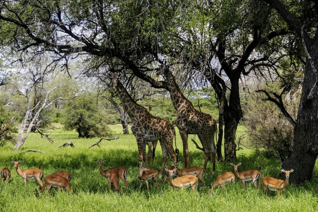 Hôtel Neptune Pwani Beach 5* + Safari 1 nuit, Combiné Tanzanie, Zanzibar par Ôvoyages