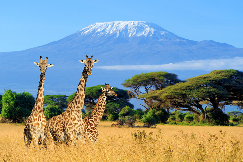 Ôclub Experience Jacaranda Beach Resort 4*, Séjour Kenya par Ôvoyages