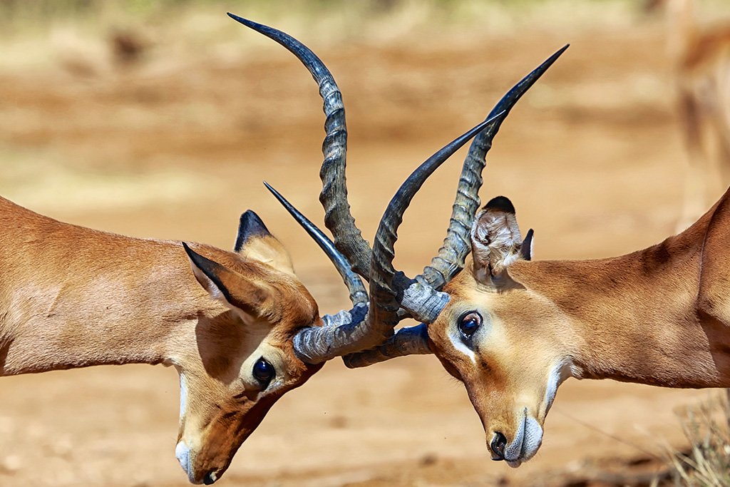 Ôclub Experience Jacaranda Beach Resort 4*, Séjour Kenya par Ôvoyages