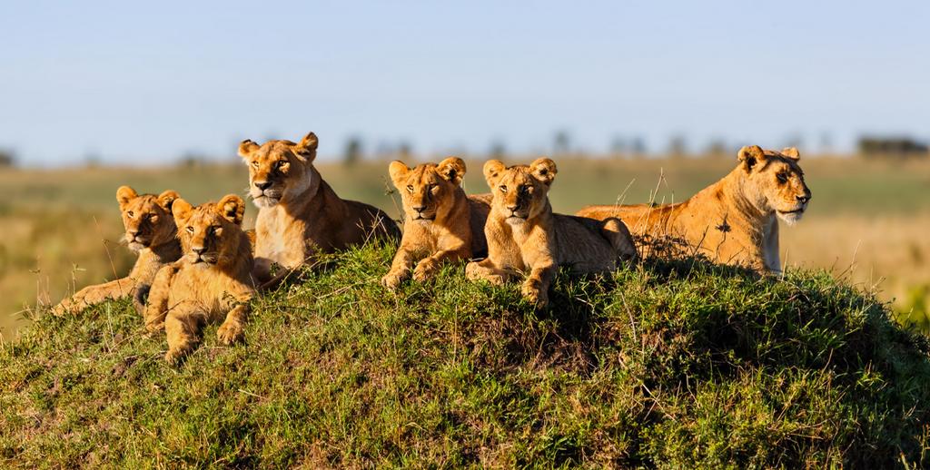 Combiné Ôclub Zen Pearl Beach Resort 4* & Safari 2 nuits, Combiné Tanzanie, Zanzibar par Ôvoyages