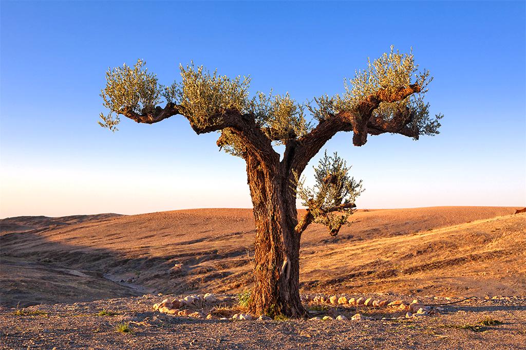 Combiné Marrakech & Expérience Unique à Agafay 4*, Séjour Maroc, Marrakech par Ôvoyages