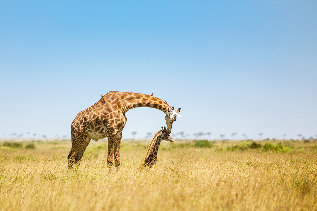 Hôtel Leopard Beach Resort 5* + Safari 2 nuits, Combiné Kenya par Ôvoyages