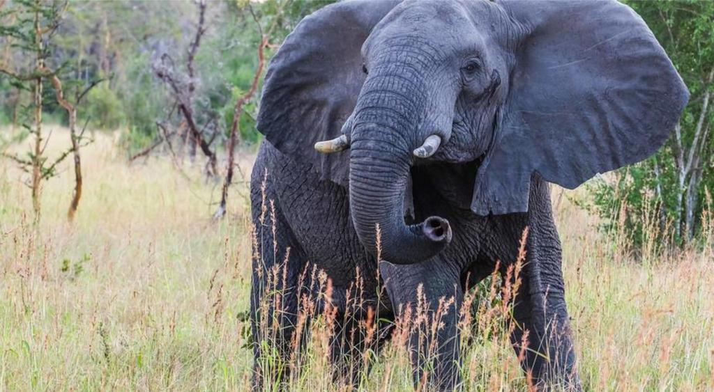 Ôclub Experience Sultan Sands Island Resort & Spa 4* Sup + Safari 2 nuits, Combiné Tanzanie, Zanzibar par Ôvoyages