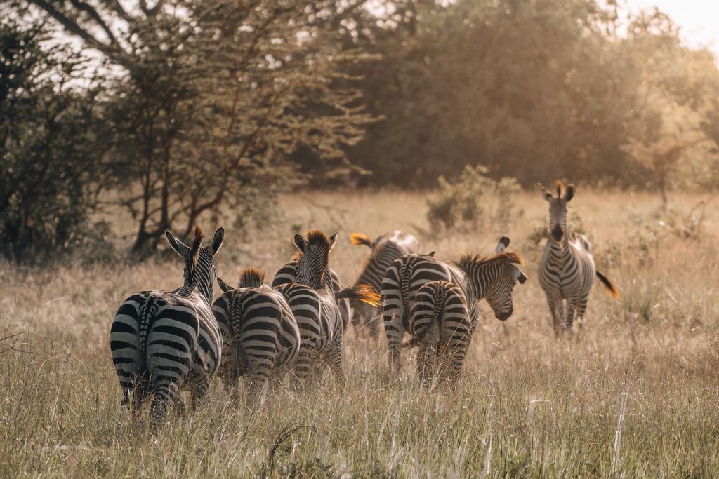 Ôclub Experience Sultan Sands Island Resort & Spa 4* Sup + Safari 2 nuits, Combiné Tanzanie, Zanzibar par Ôvoyages